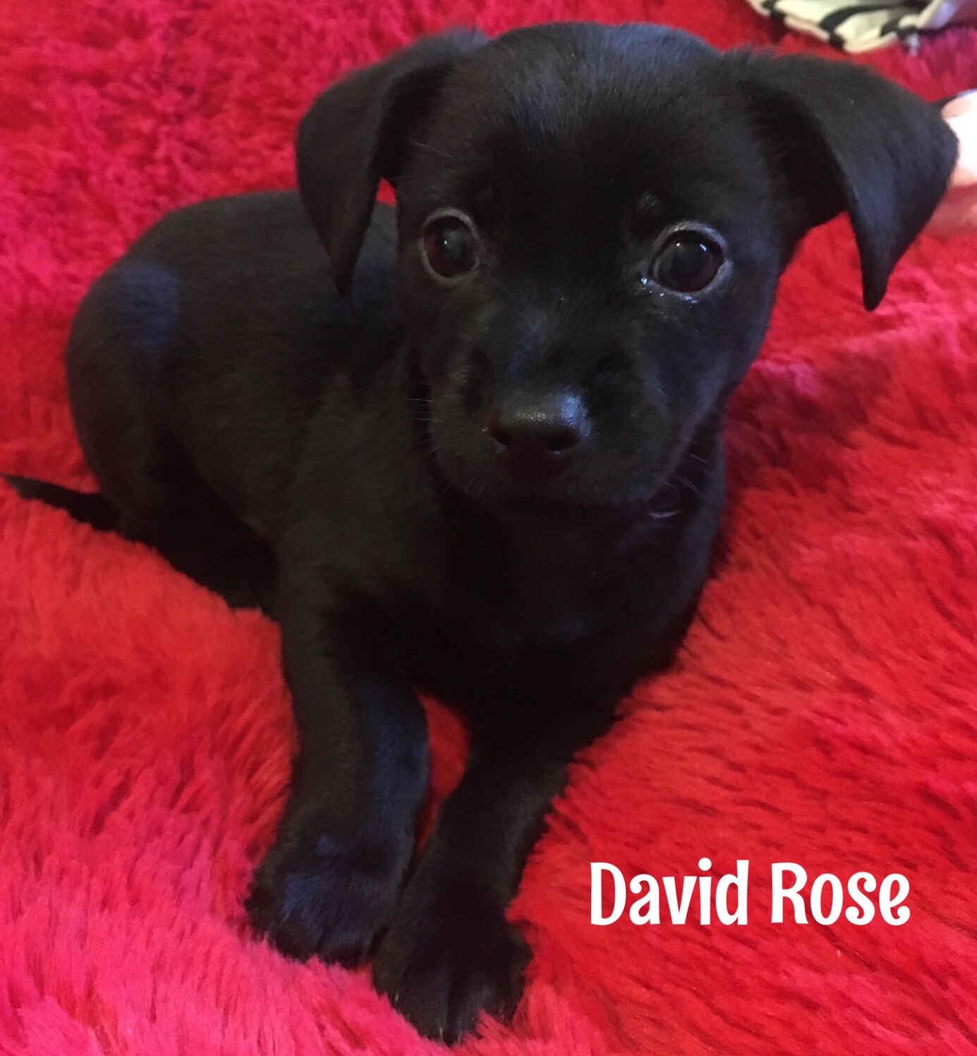 David Rose
